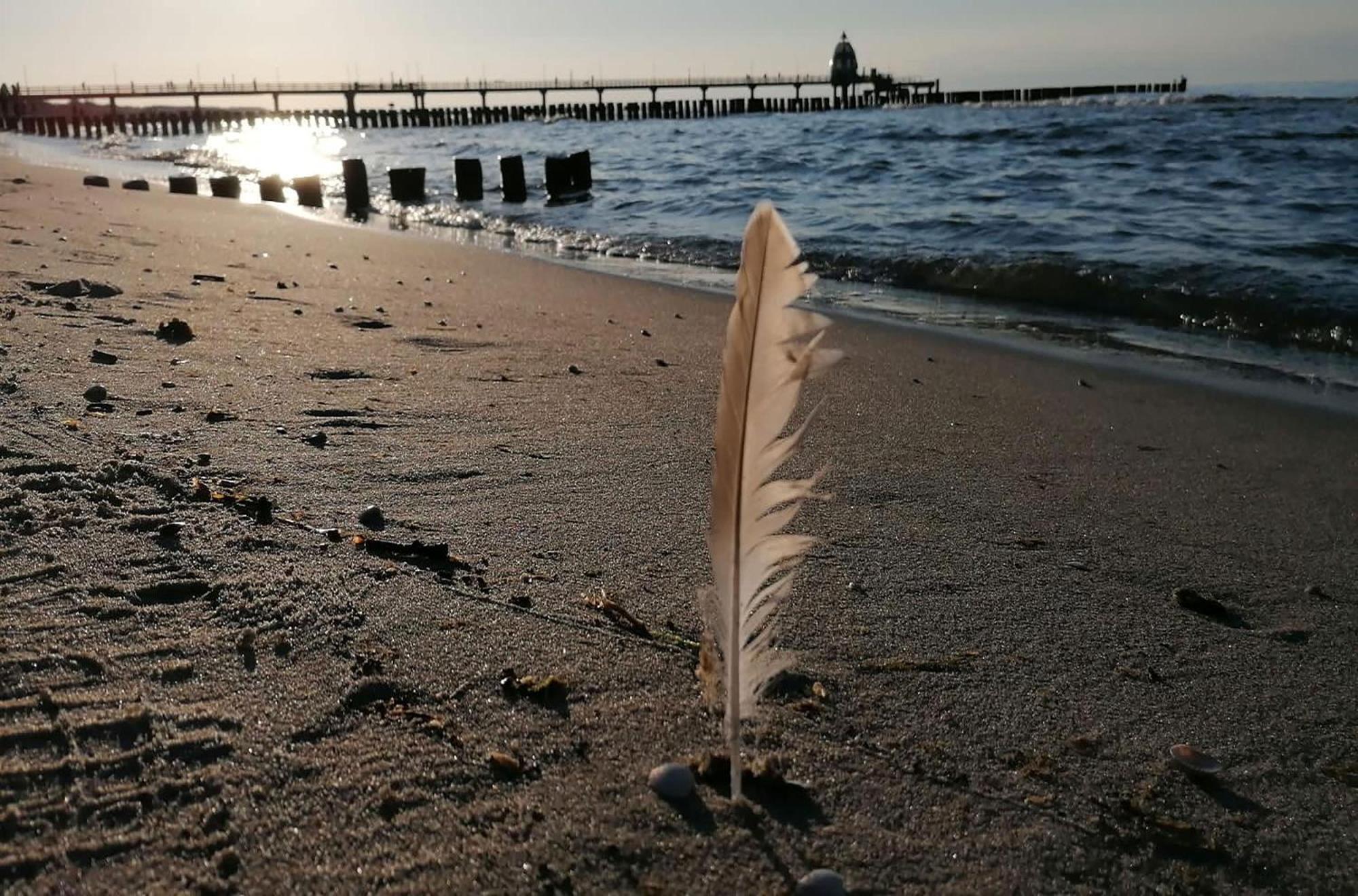 Seebaer Mit Terrasse Zingst Zewnętrze zdjęcie